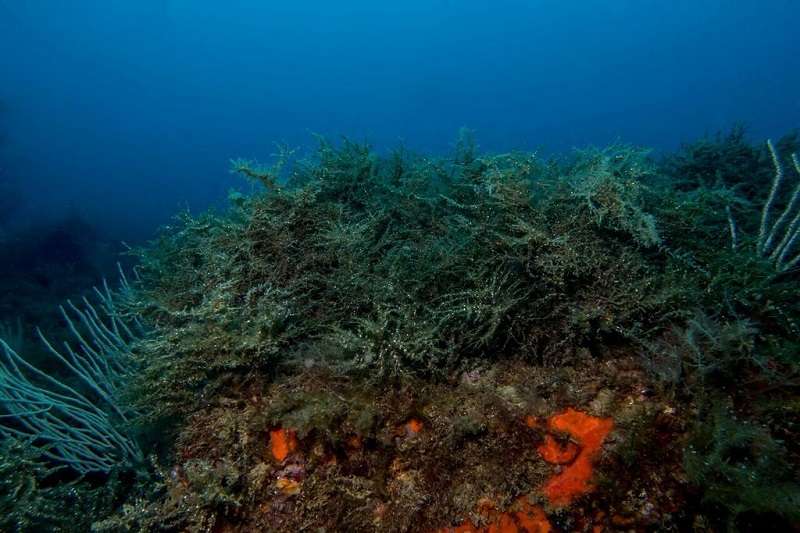 Underwater ‘Cystoseira zosteroides’ forests, the Mediterranean algae, threatened by human activity impact
