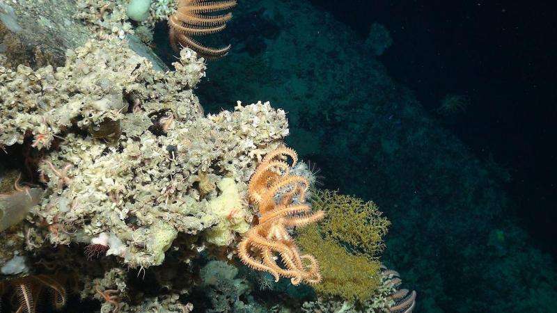 Underwater robots offer glimpse into deep-sea life