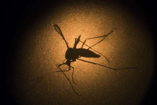 UN: Experts being asked to examine Zika risk at Rio games