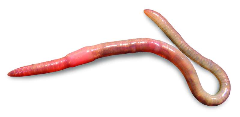 Unfamiliar bloodline: New family for an earthworm genus with exclusive circulatory system