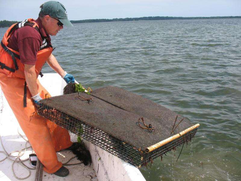 UNH researchers conduct first comprehensive study of NH oyster farming
