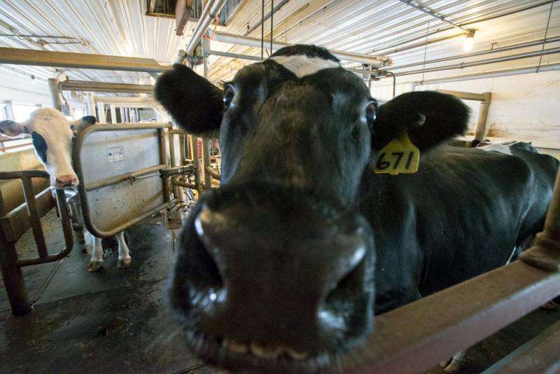 UNH research: Lactation, weather found to predict milk quality in dairy cows