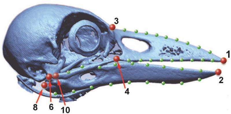 Unique beak evolved with tool use in New Caledonian crow