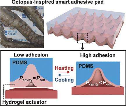 UNIST engineers octopus-inspired smart adhesive pads