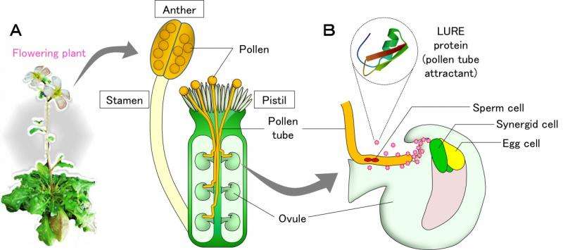 Unraveling the unknown receptors and mechanism for fertilization in plants