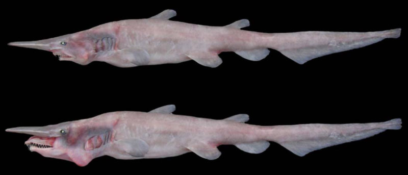 Unraveling the jaw-dropping goblin shark