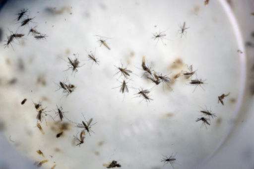 UN: Risk of Zika outbreak across Europe is "low to moderate"