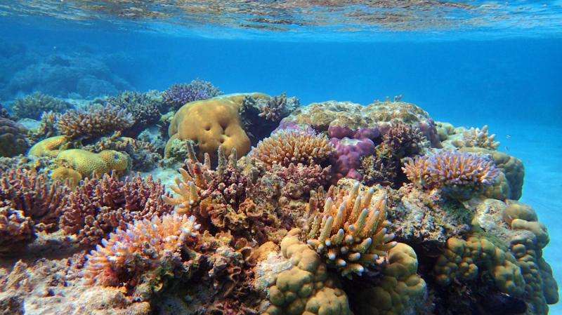 UOG scientists seek genetic reasons for coral reef survival