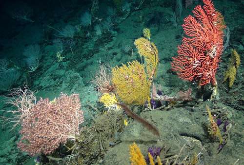 Uranium levels in deep sea coral reveal new insights into how the major northern ice sheets retreated