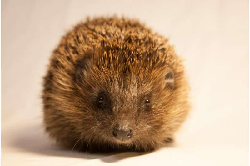 Urban hedgehogs -- more at home in the city than you thought