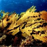 Urgent changes needed to stem tide of damage to marine ecosystems