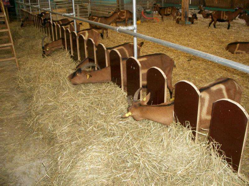 Use of head partitions reduce stress in goats during feeding