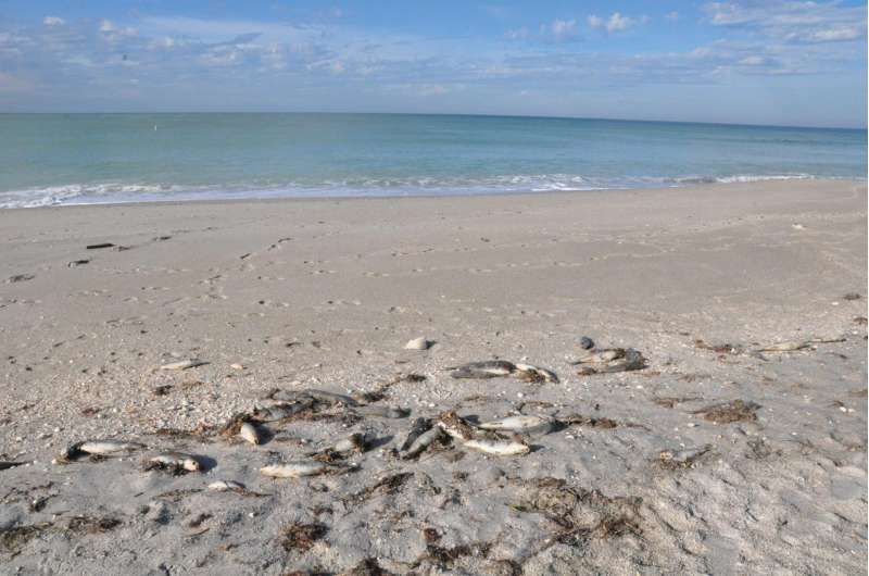 USF researchers expect no major red tide outbreaks on Florida's west coast this year