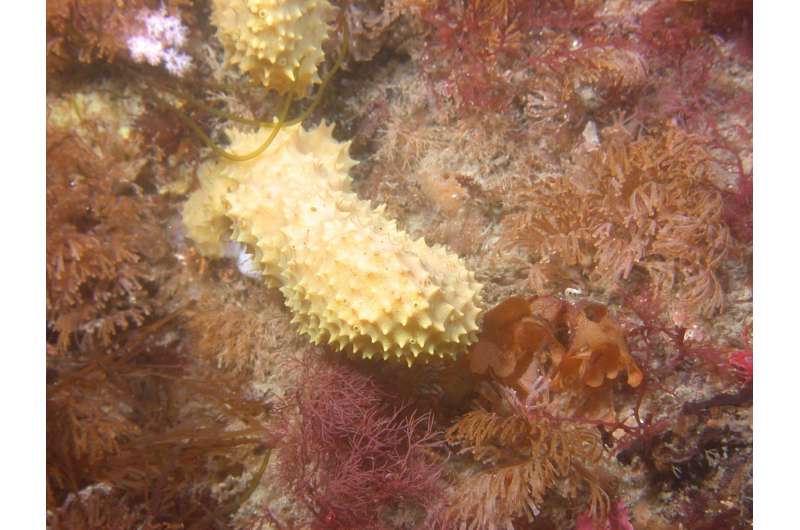 USF scientists discover antarctic sponge extract can help kill MRSA