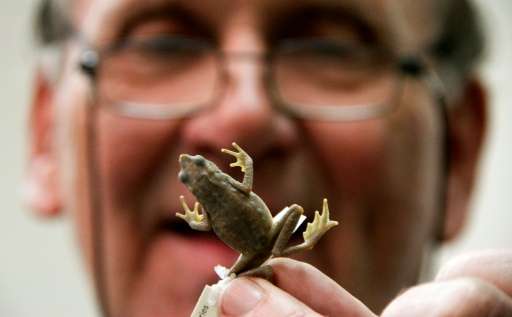 'FARC frog' caught up in Colombian conflict