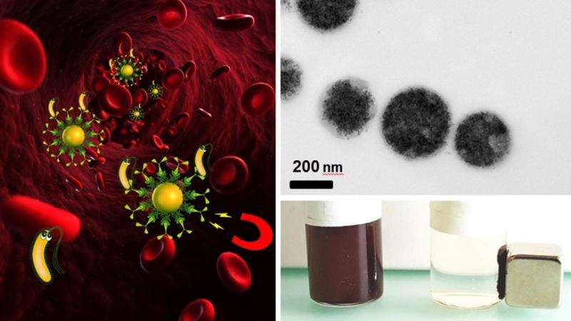 Using magnets instead of antibiotics as a new treatment method for blood infection