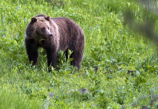 US seeks end to Yellowstone grizzly protections