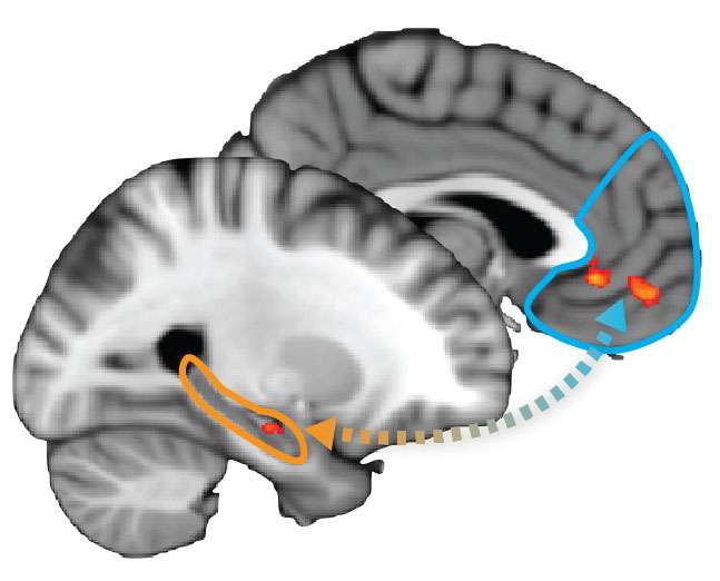 UT Austin psychology researchers map neurological process of learning, deciding