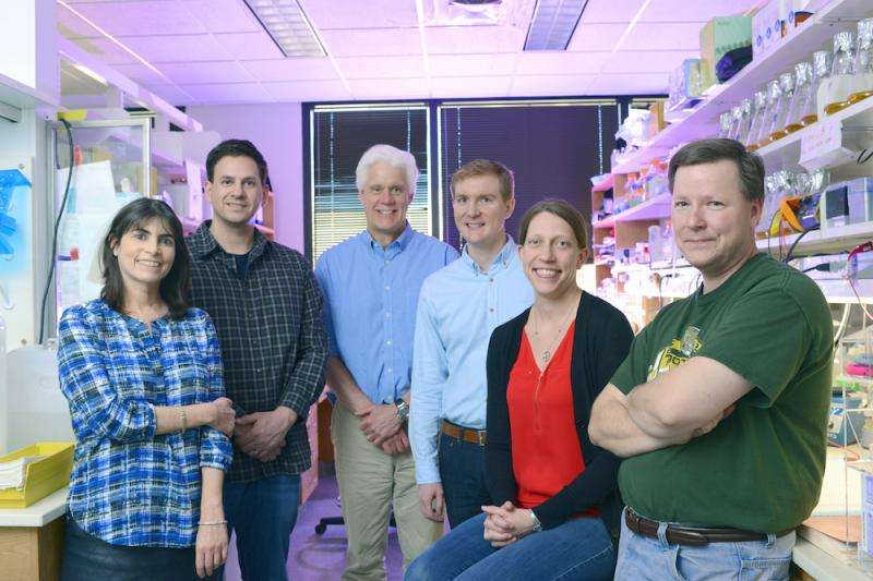 UTSW researchers find a small protein that plays a big role in heart muscle contraction