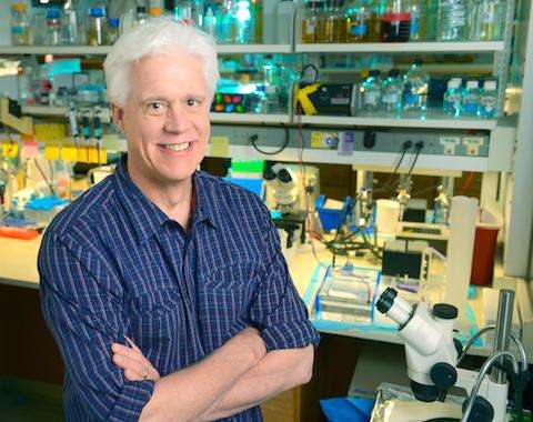 UTSW scientists get the upperhand in biological pathway that leads to heart formation