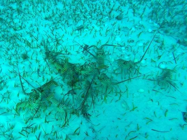 Valuable Caribbean spiny lobsters get their food from an unexpected source