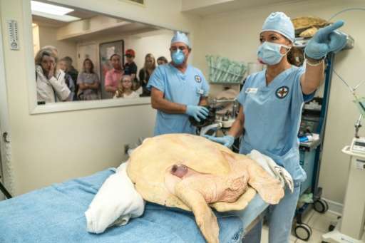 Veterinarians prepare to operate on a critically endangered Kemp's Ridley sea turtle at the Turtle Hospital in Marathon, Florida