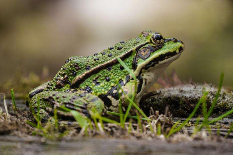Veterinary team looks at wild amphibians as possible zoonotic disease hosts