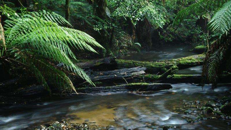 Victoria's forests worth more as national park than timber