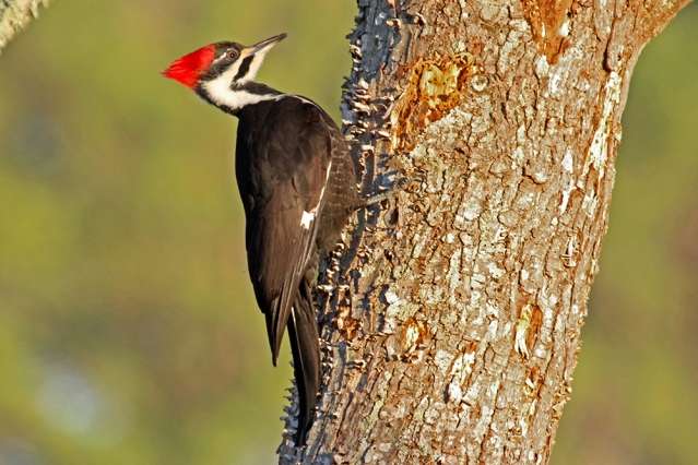 Video series explores how woodpeckers avoid brain injury