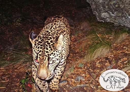 Video shows only known US jaguar roaming Arizona mountains (Update)