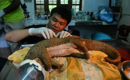 Vietnamese conservationists are fighting to save the scaly creatures from extinction