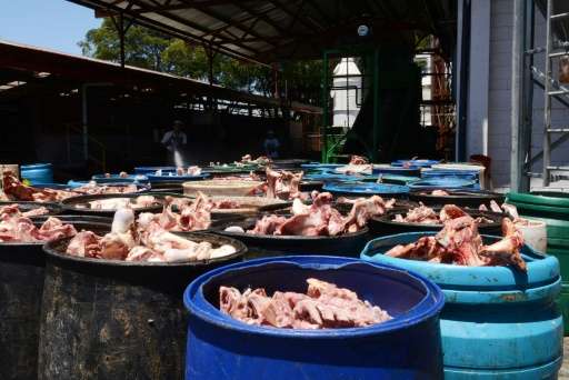 View of animal bones to be processed in the biodigestor at Del Valle slaughterhouse in Belen, Costa Rica