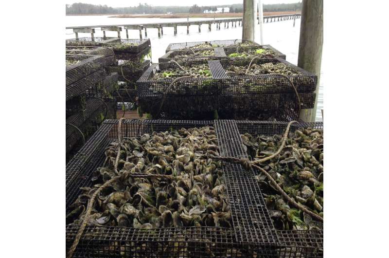 Virginia continues to lead in clam and oyster aquaculture
