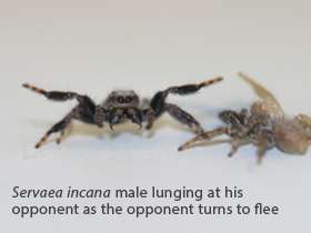 Virtual opponents reveal fighting strategies of male jumping spiders