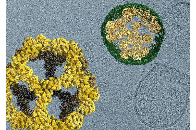 Virus-inspired delivery system transfers microscopic cargo between human cells