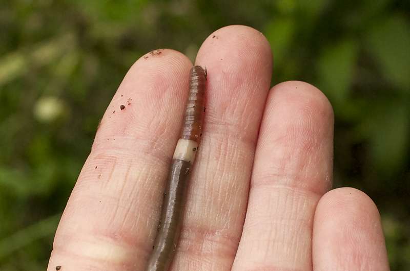 Voracious Asian jumping worms strip forest floor and flood soil with nutrients