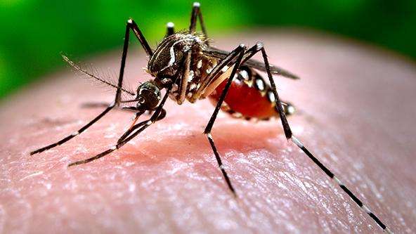 Warmer climate could lower dengue risk