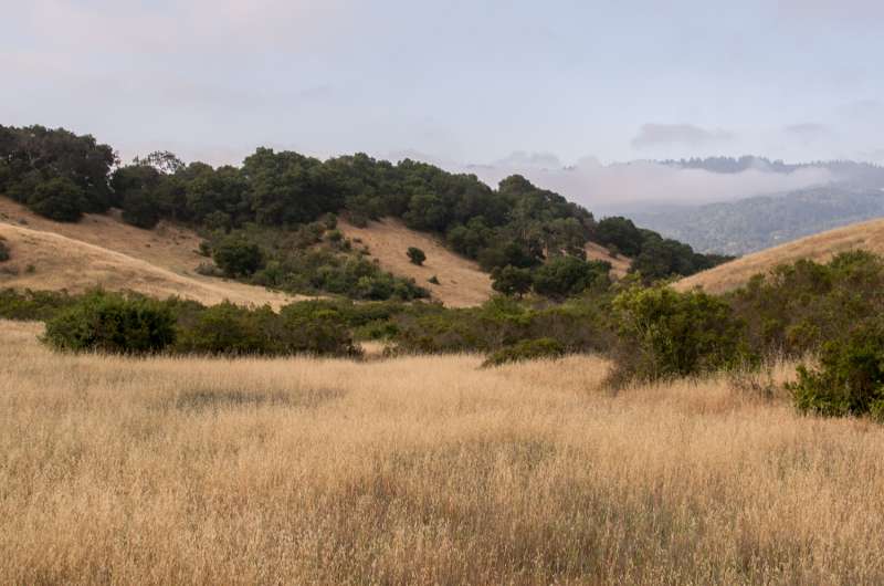 Warmer, wetter climate would impair California grasslands