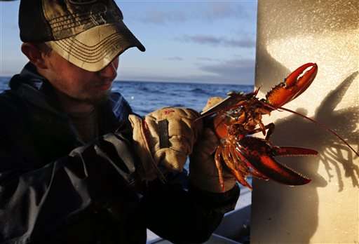 Warm ocean could mean early boom in 2016 lobster catch