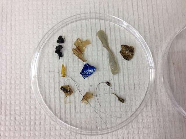 Wastewater treatment plants significant source of microplastics in rivers