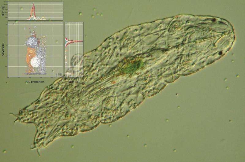 Water bears do not have extensive foreign DNA, new study finds