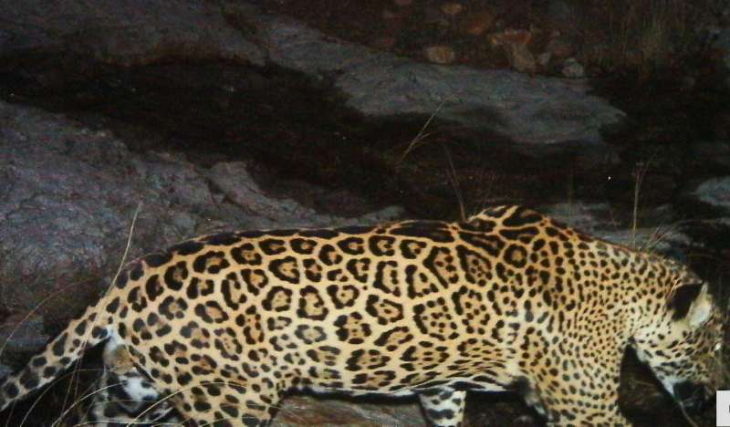 WCS spearheads conservation science for US jaguar recovery plan