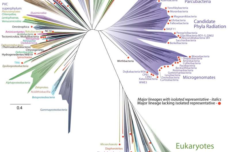 Wealth of unsuspected new microbes expands tree of life