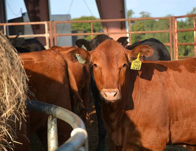Weaning calves before auction reduces stress and could increase profits