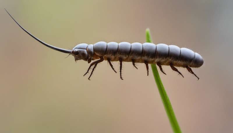 Weird woodlice guzzle water with their antennae