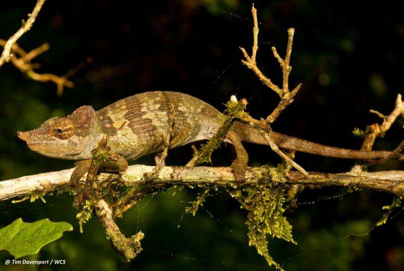 Welcome to the world: New chameleon emerges from wilds of Tanzania