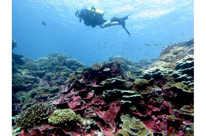 We share a molecular armor with coral reefs