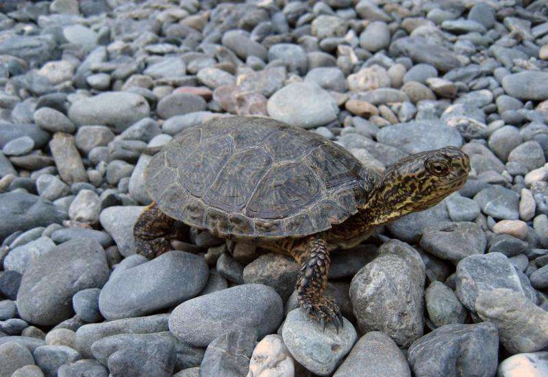 Western pond turtles found to be exposed to pesticides in Sequoia National Park