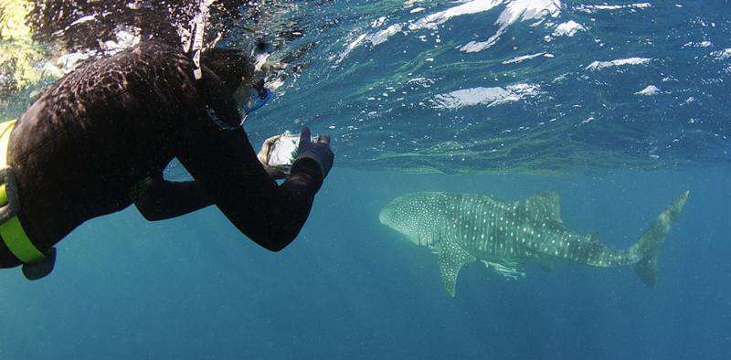 Whale shark mugshots reveal teenage males hang around WA’s coast