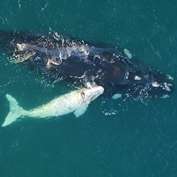 Whale study using drones and tags captures aerial footage of white whale calf